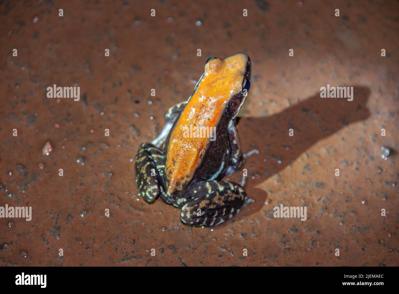Fungoid frog, Maharashtra, India. Hylarana malabarica frog species in the family poison dart Colourful frog Stock Photo