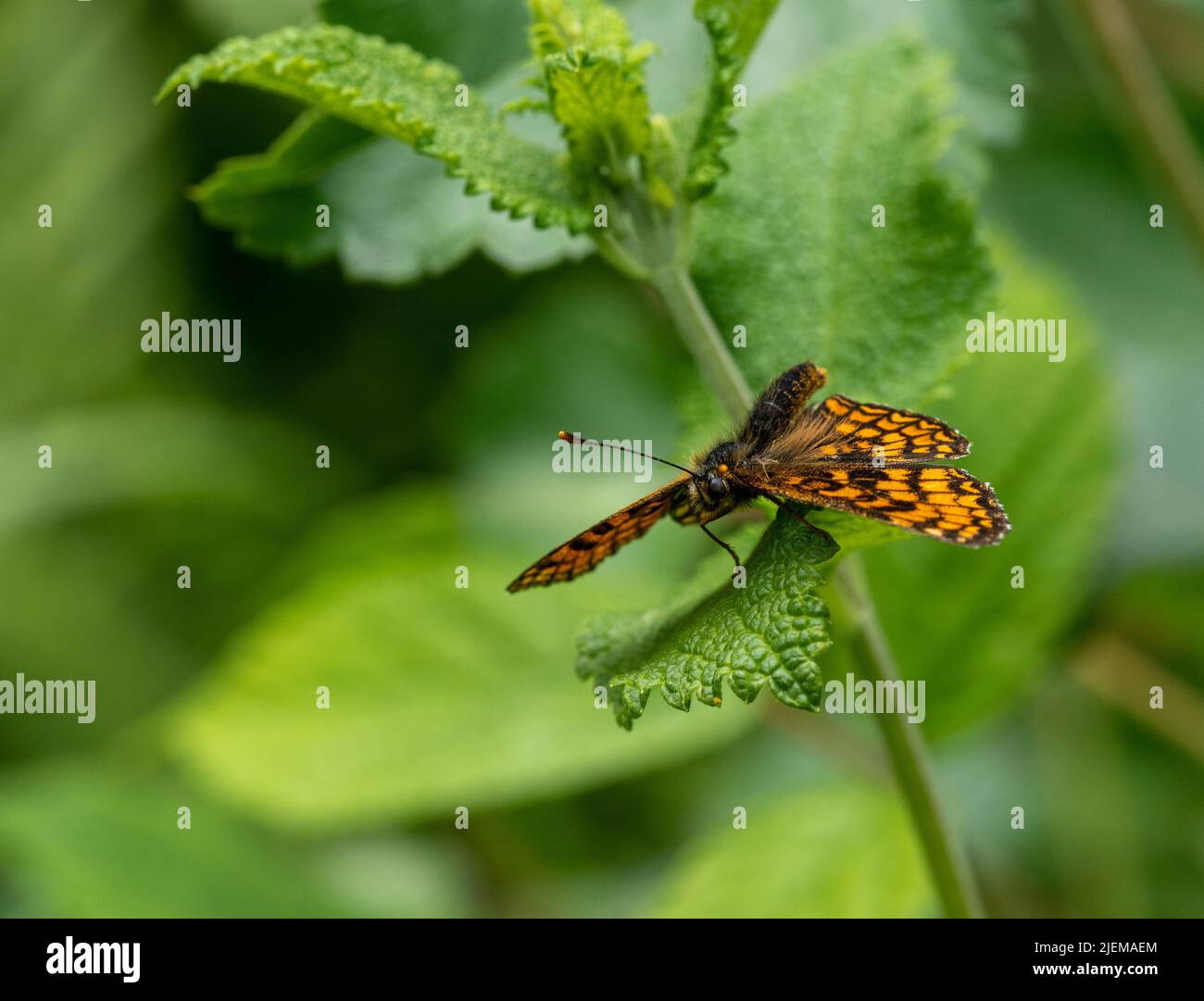 Heath Fritillary butterfly sunning with wings open Stock Photo