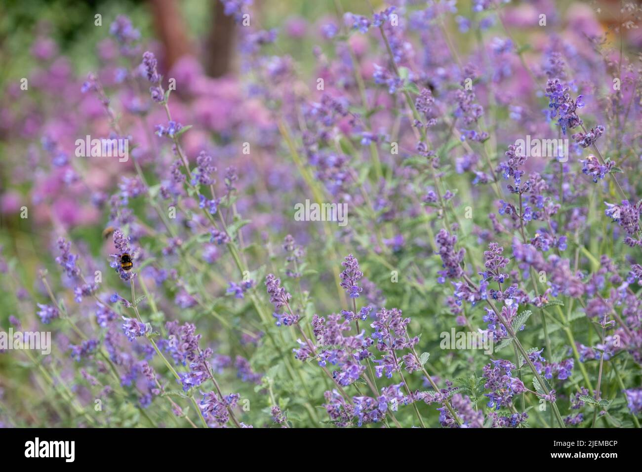 Salvia flowers in full bloom in a naturalistic perennial planting scheme coupled with grasses, at RHS Bridgewater, UK Stock Photo