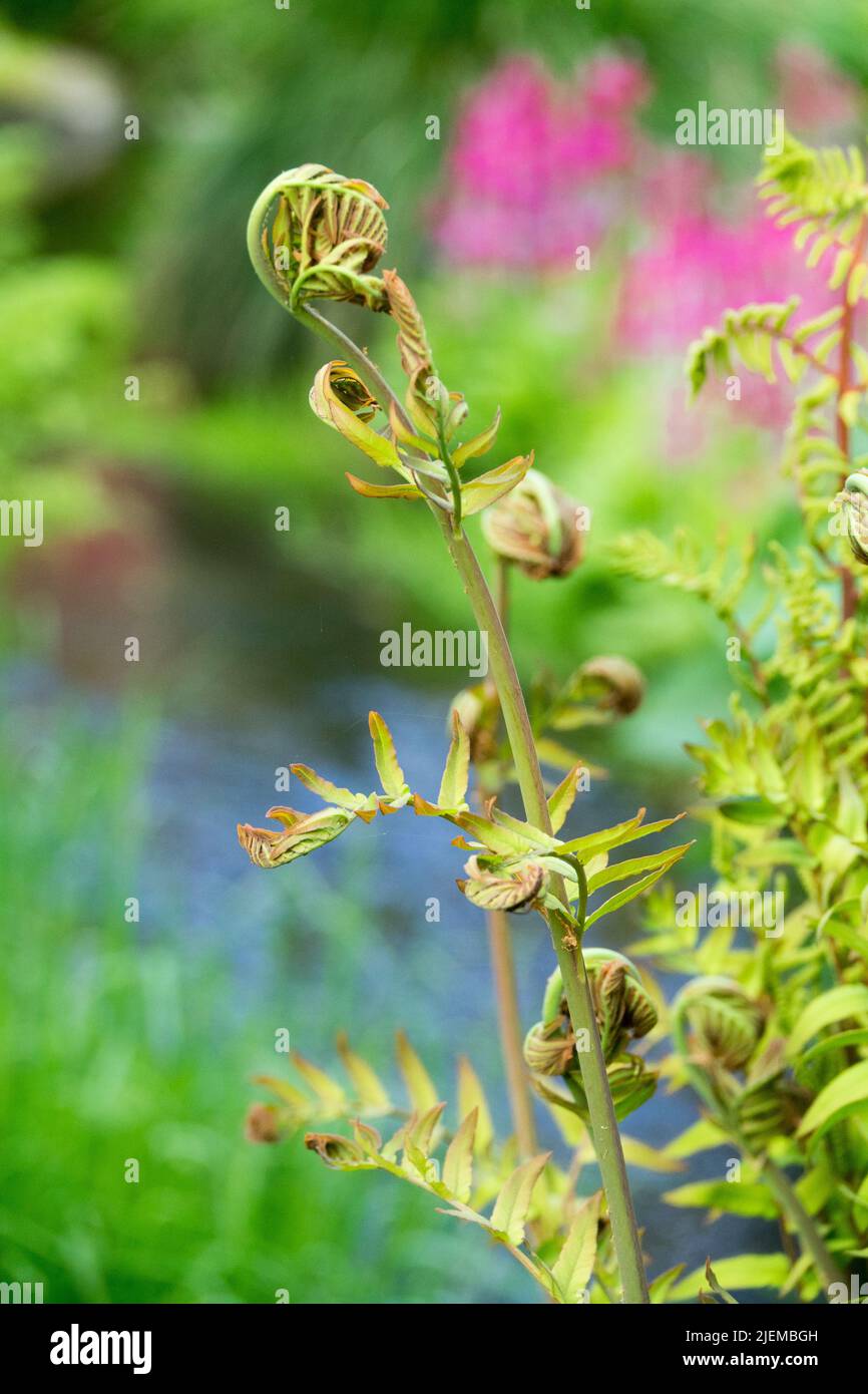 Osmunda regalis Royal Fern, Spring Unfurling Frond In Garden fern scene Stock Photo