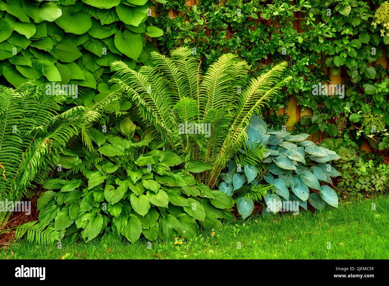 Wall fern gardening hi-res stock photography and images - Alamy