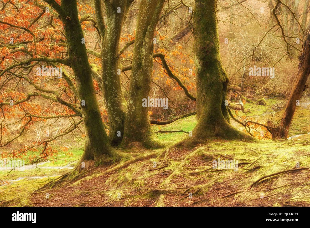 Moss covered beech trees growing in remote forest, meadow, countryside. Mystic woods with algae covering the trunks in quiet, serene, tranquil, calm Stock Photo