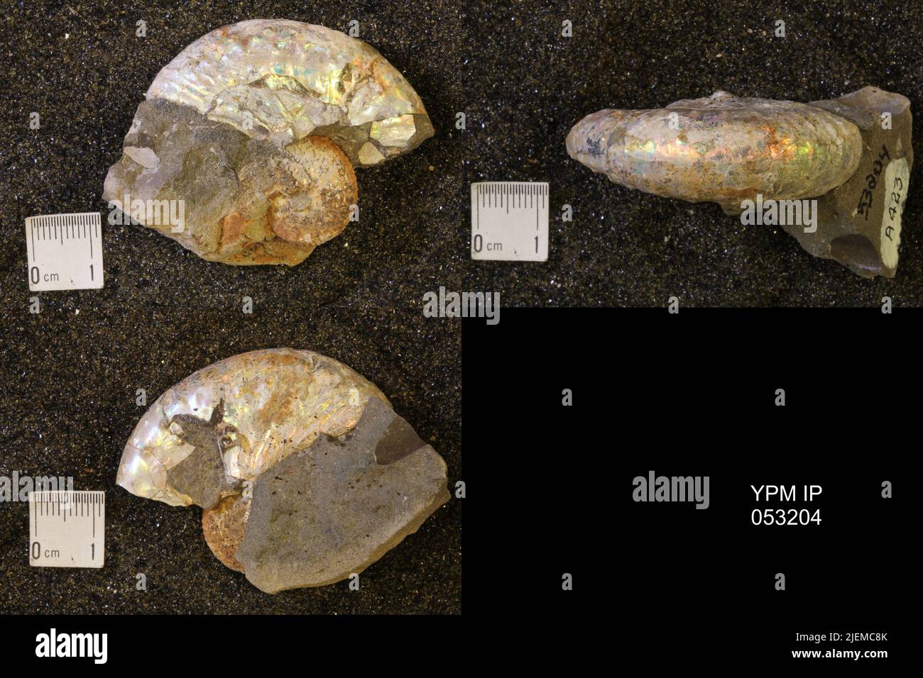Discos Shell Layered outer shell hi-res stock photography and images - Alamy