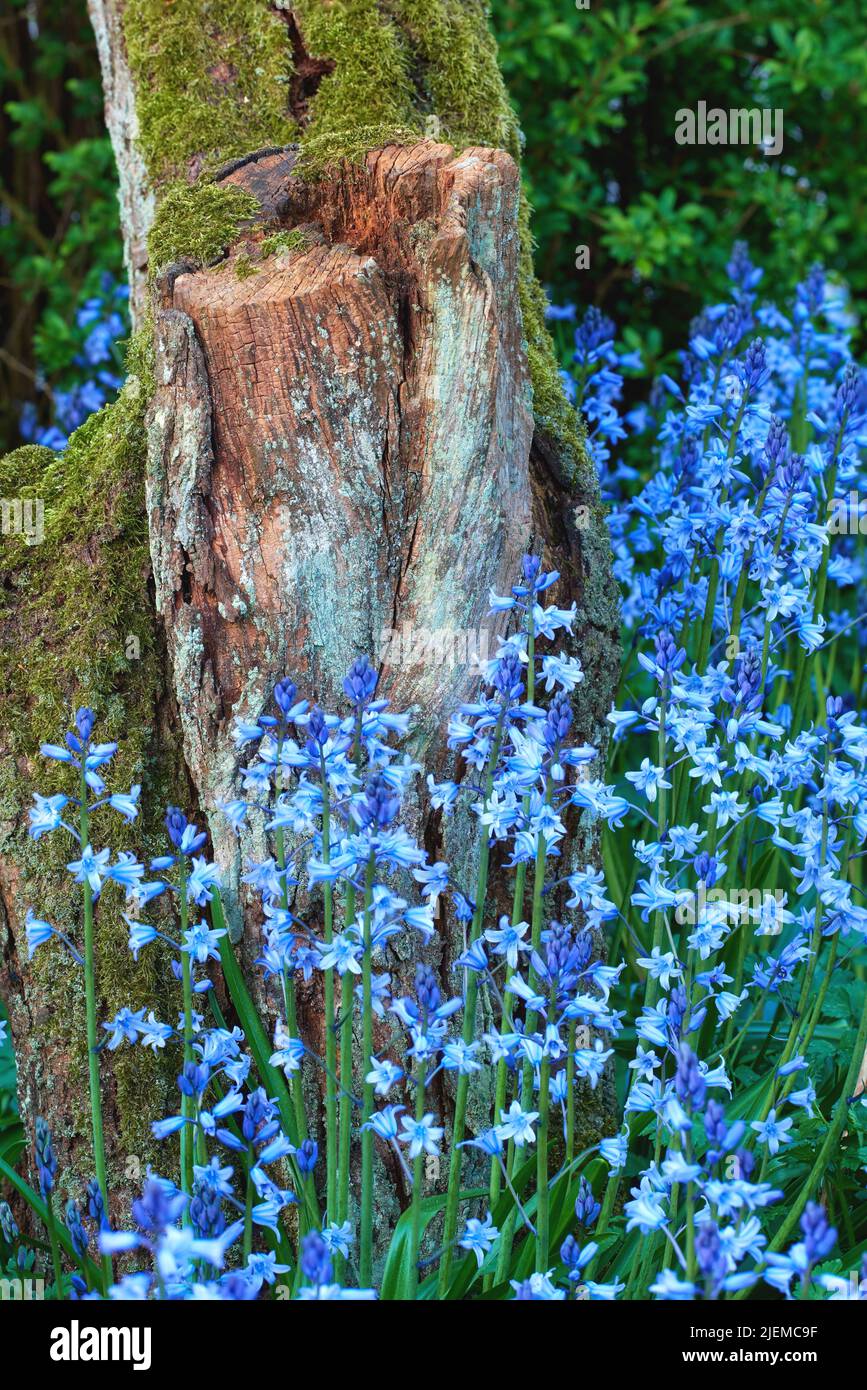 Bunch of blue flowers growing around a mossy stump. Wild bluebell