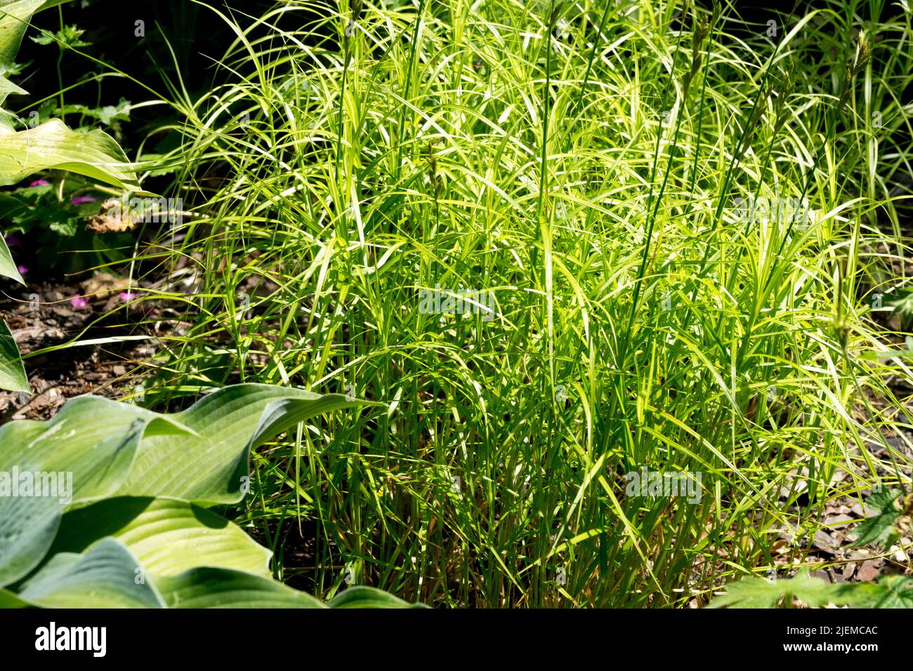 Carex muskingumensis Silberstreif, Ornamental grass in the Garden Stock Photo