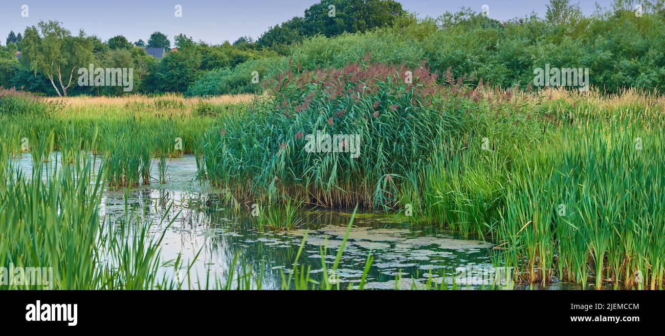 Water reeds growing plants hi-res stock photography and images - Alamy
