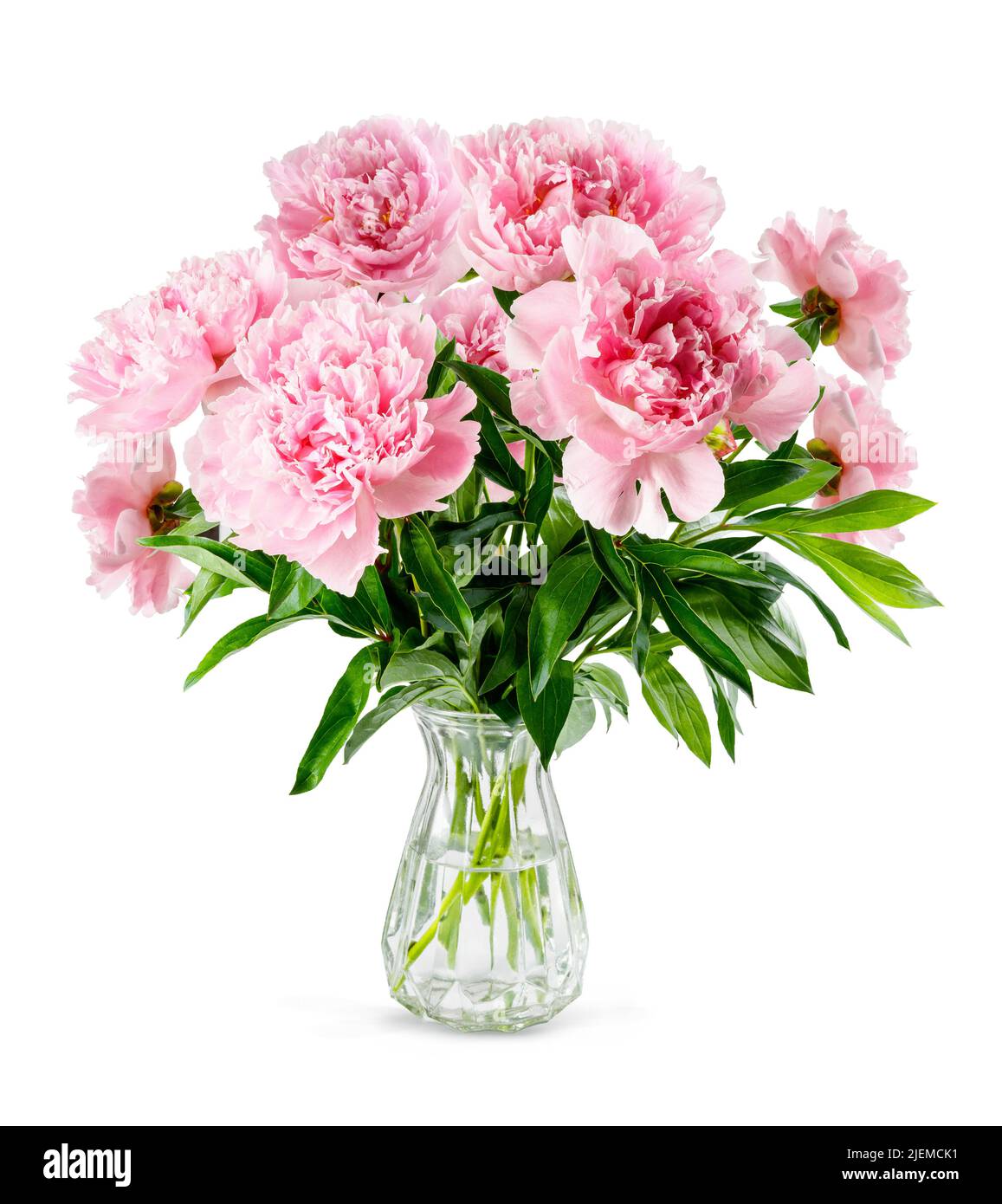 Pink peony flowers in glass vase isolated on white background. Bouquet of peonies. Stock Photo