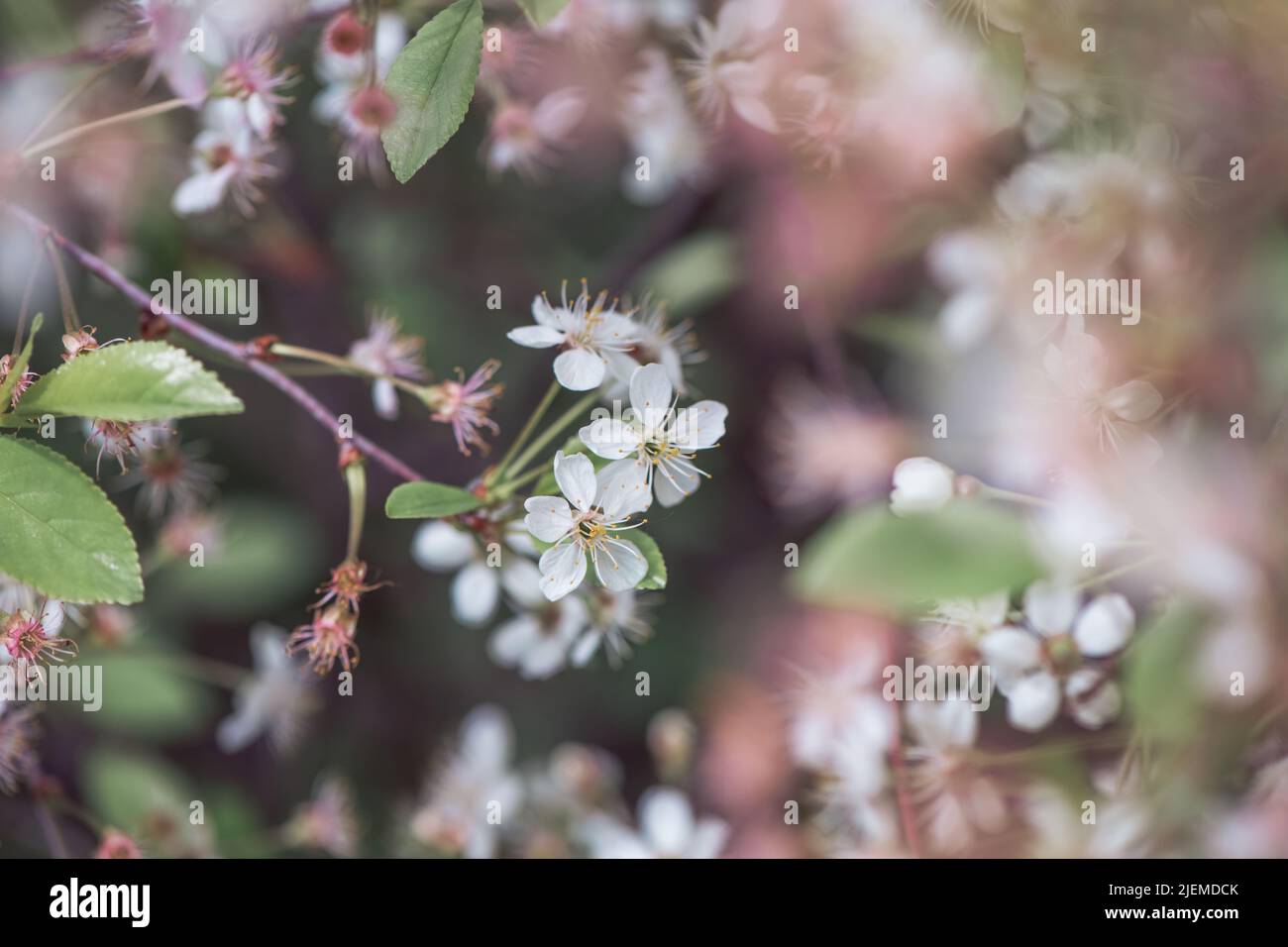 beautiful cherry blossoms flowers in spring, summer Stock Photo Alamy
