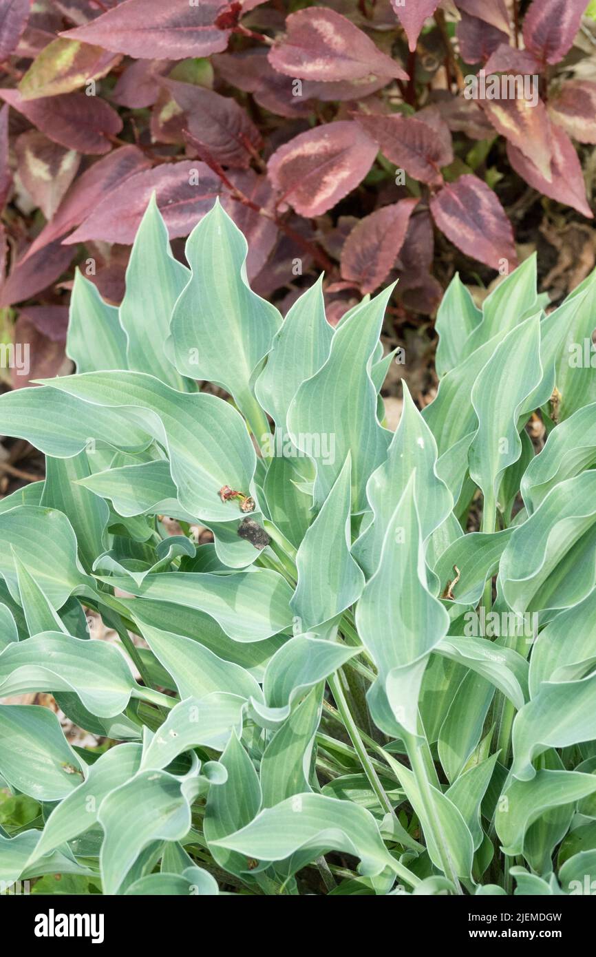 Color contrast of leaves Hosta Persicaria blue red Garden border Stock Photo