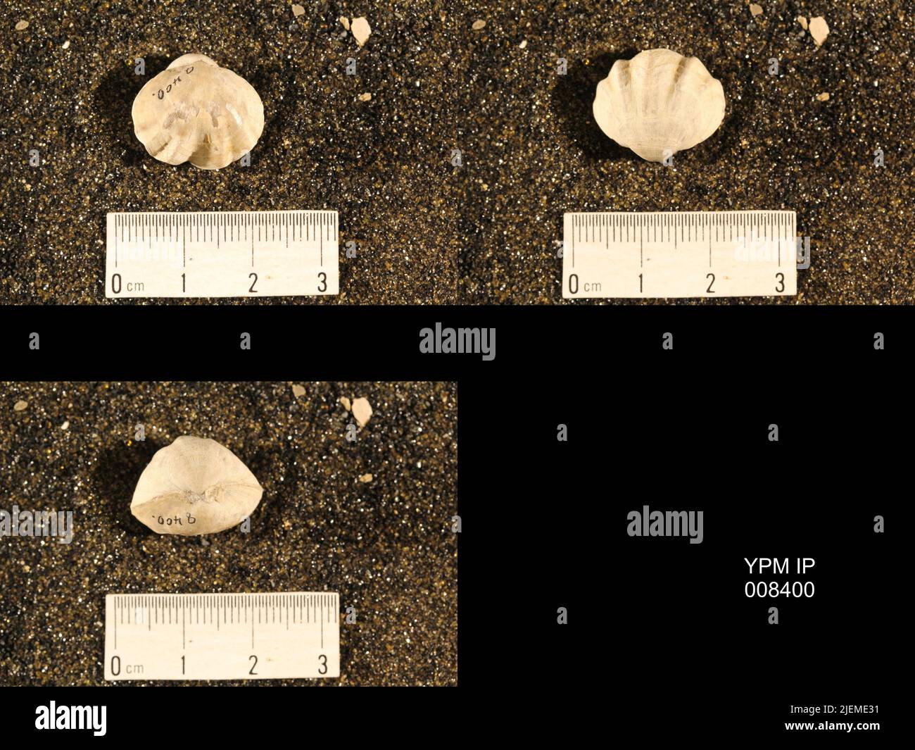 enteletes-hemiplicata-plattsburgensis-newell-animalia-hi-res-stock