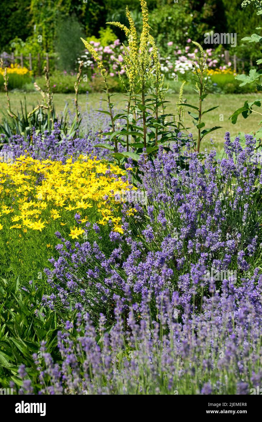 Blue lavenders in garden Yellow Coreopsis verticillata Verbascum lavender Stock Photo