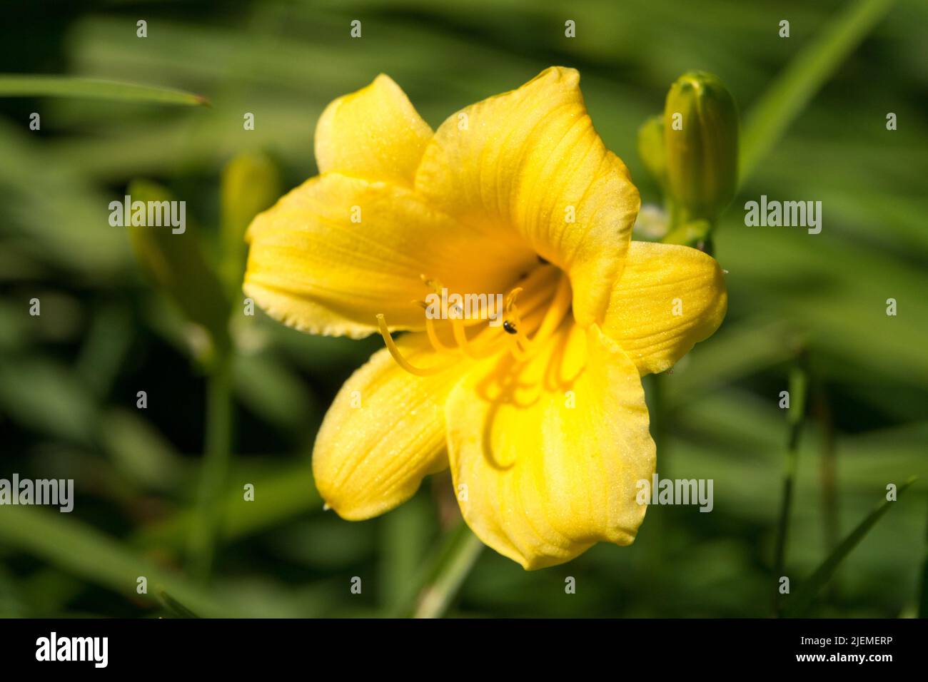 Yellow Daylily, Hemerocallis 'Stella d’Oro', Flower, Daylily flower, Daylily Hemerocallis, Bloom Stock Photo