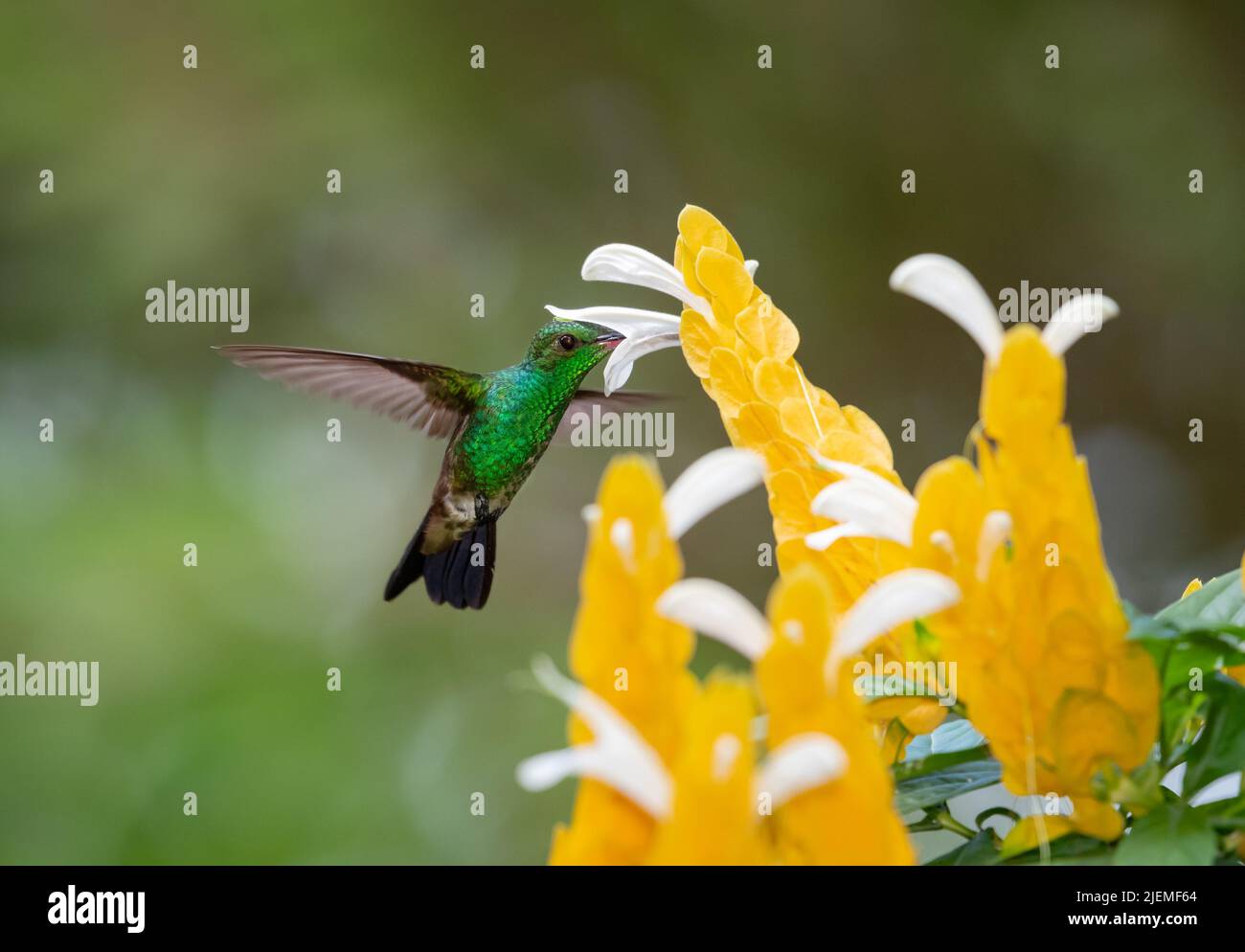 Green, Copper-rumped hummingbird, Amazilia tobaci, feeding on tropical, yellow Shrimp Plant flowers. Bird in a garden. Stock Photo