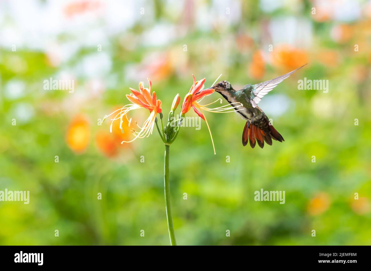 Female Black-throated Mango hummingbird, Anthracothorax nigricollis, feeding on an orange lily flower in a garden. Bird. Stock Photo