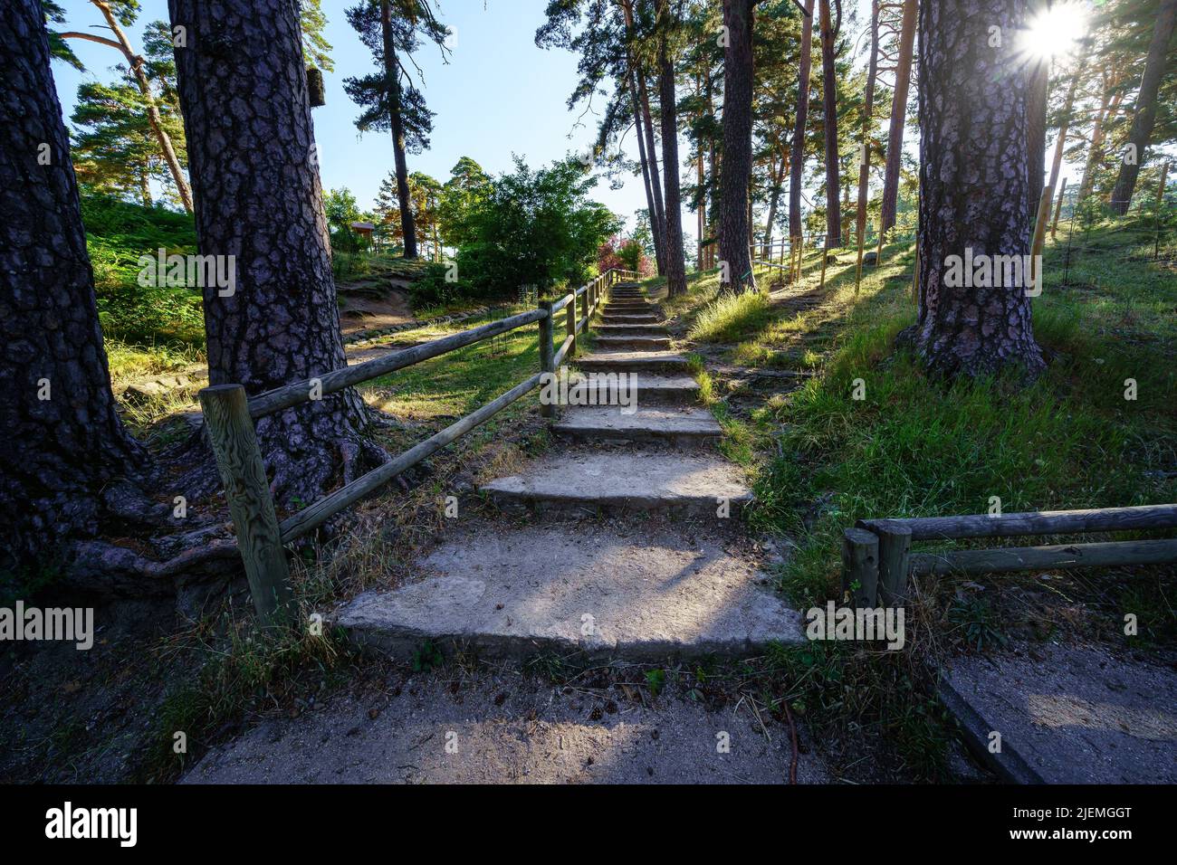 footpath with steps in the forest with tall trees and sun rays. Navacerrada. Stock Photo