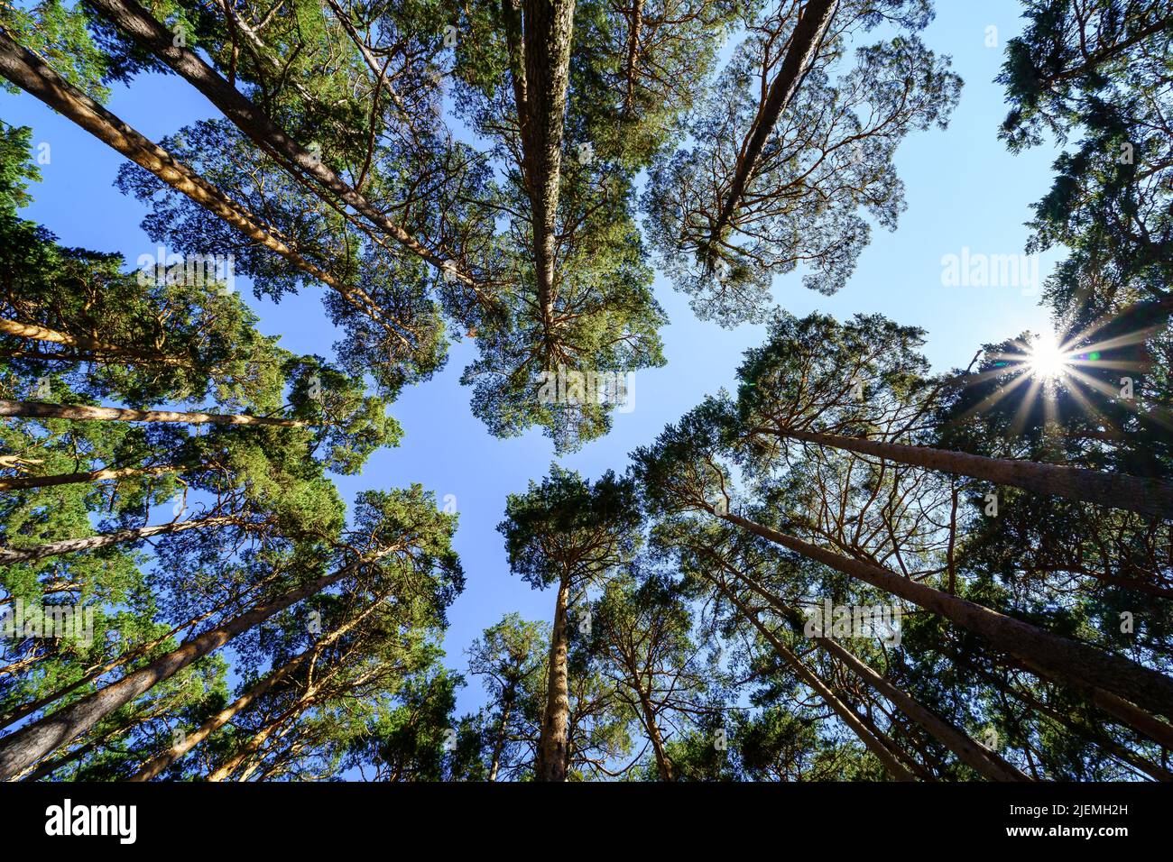Skyward woodland view hi-res stock photography and images - Alamy