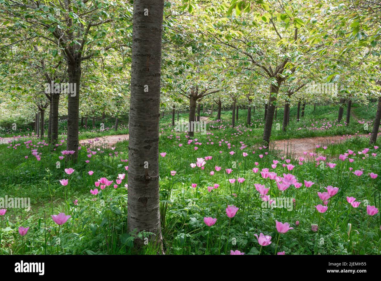 Spring garden, view in late spring of flowers blooming in the Cherry Orchard in Alnwick Garden, a popular attraction in Alnwick, Northumberland, UK Stock Photo