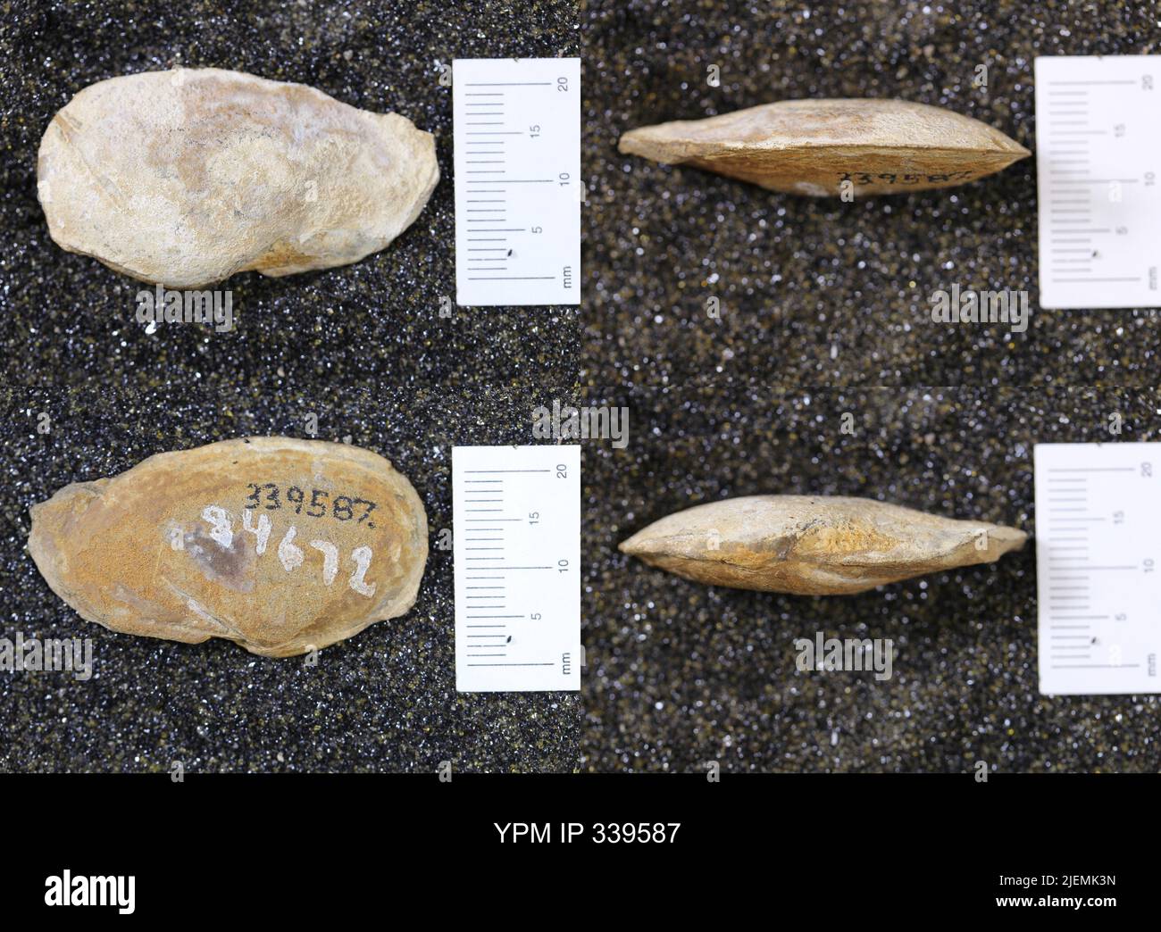 Veneroi hi-res stock photography and images - Alamy