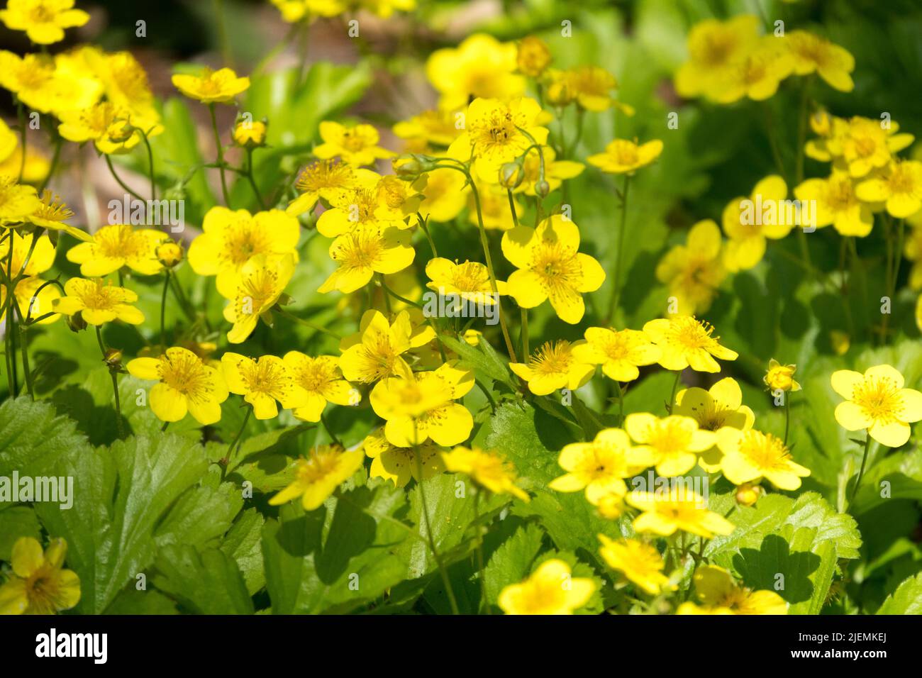 Barren Strawberry, Waldsteinia ternata, Flowers, Yellow, Flower Stock Photo