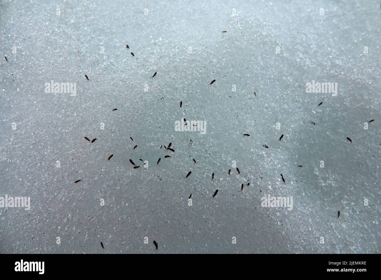 Glacier flea (Isotoma saltans) come out after hibernation for reproduction in northern latitudes when it is still winter (thaw). Collembolas accumulat Stock Photo