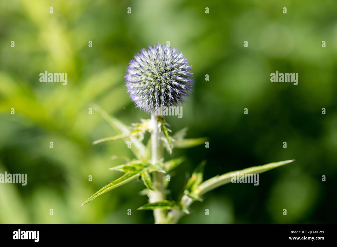 Insect friendly flowers hi-res stock photography and images - Alamy