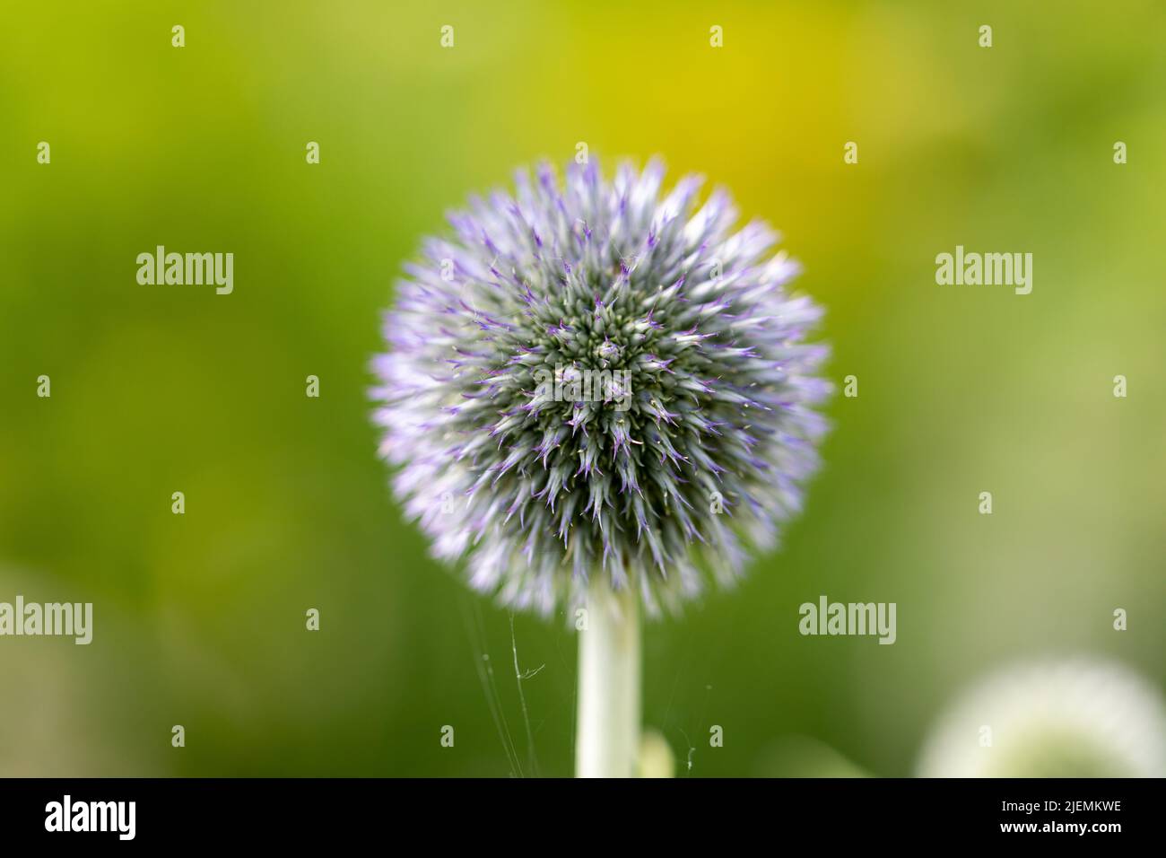 Globe thistle flower, Echinops closeup, UK Stock Photo