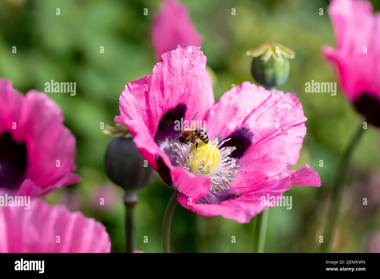 Honeybee, Apis mellifera feeding on Opium poppy flower Stock Photo