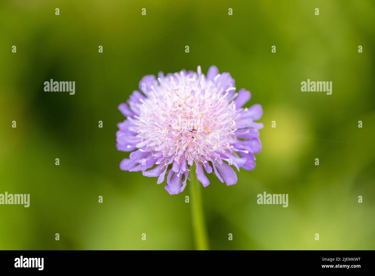 Scabiosa flower closeup Stock Photo