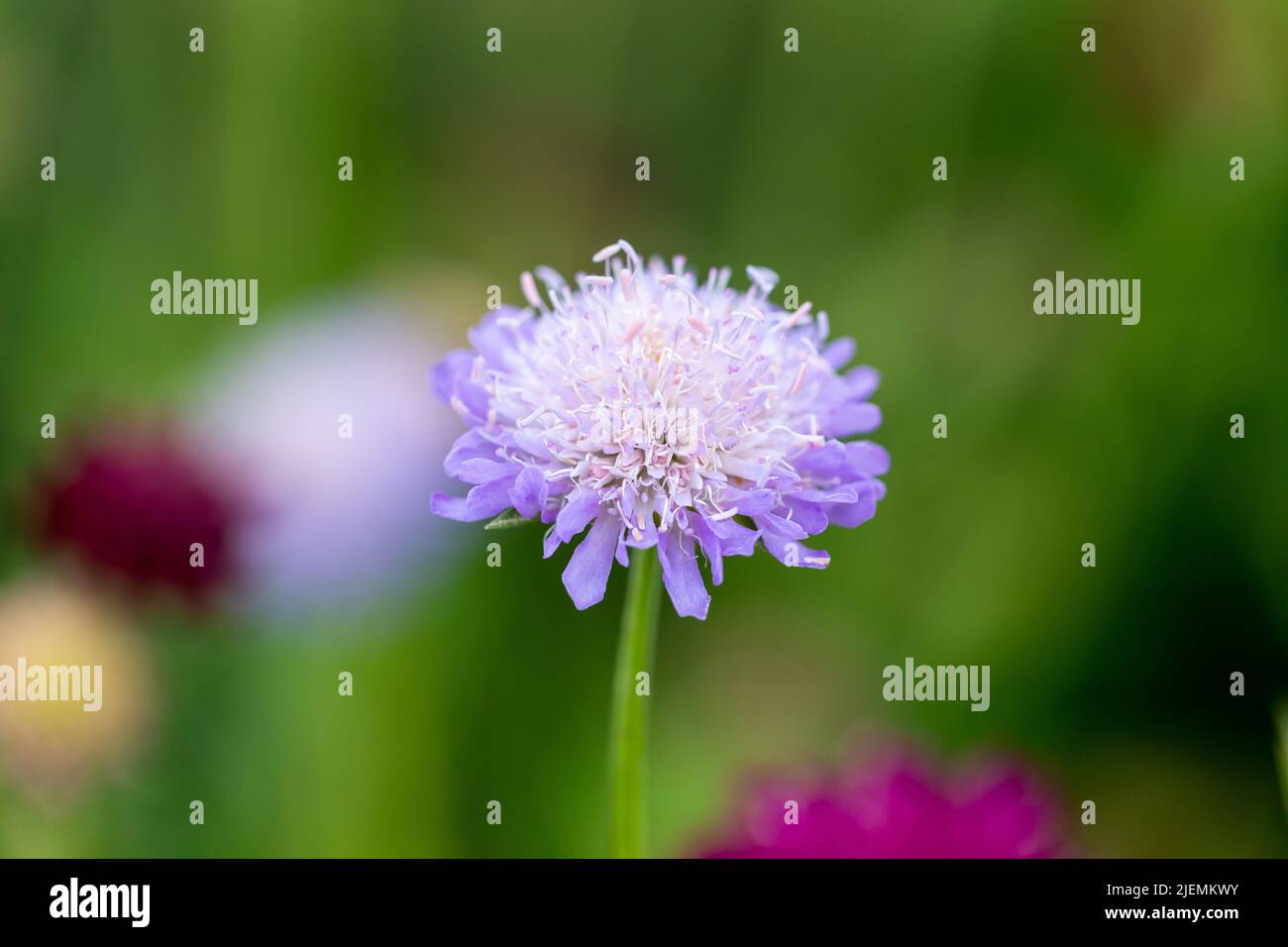 Scabiosa flower closeup Stock Photo