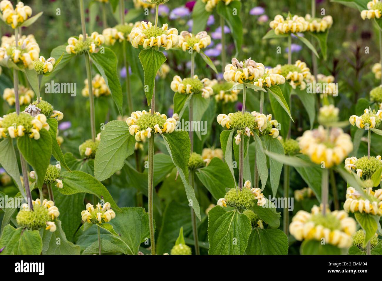 Phlomis russeliana, Turkish sage plant and flowers Stock Photo