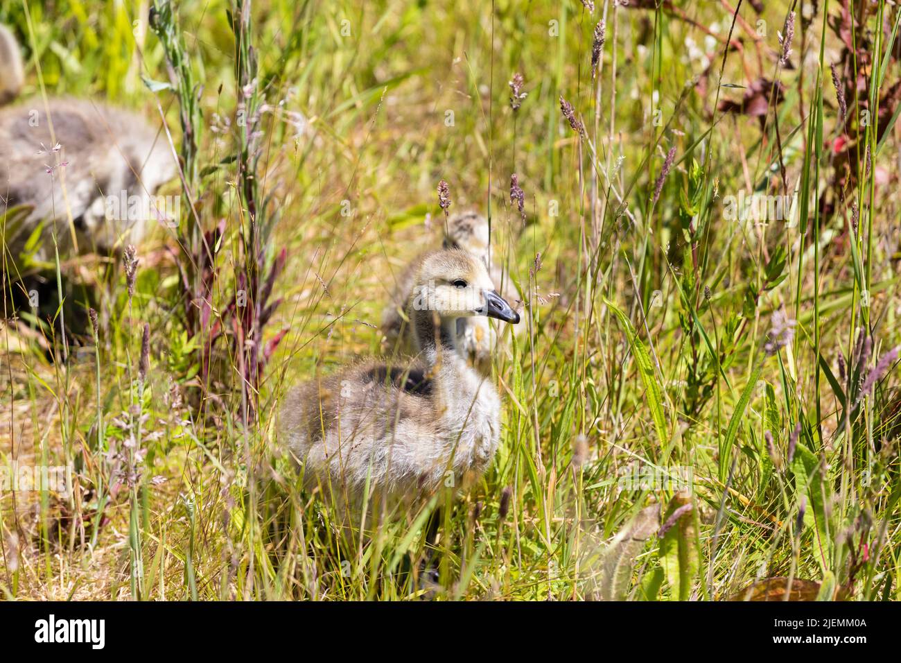 Branta canadensis gosling amongst the grass Stock Photo