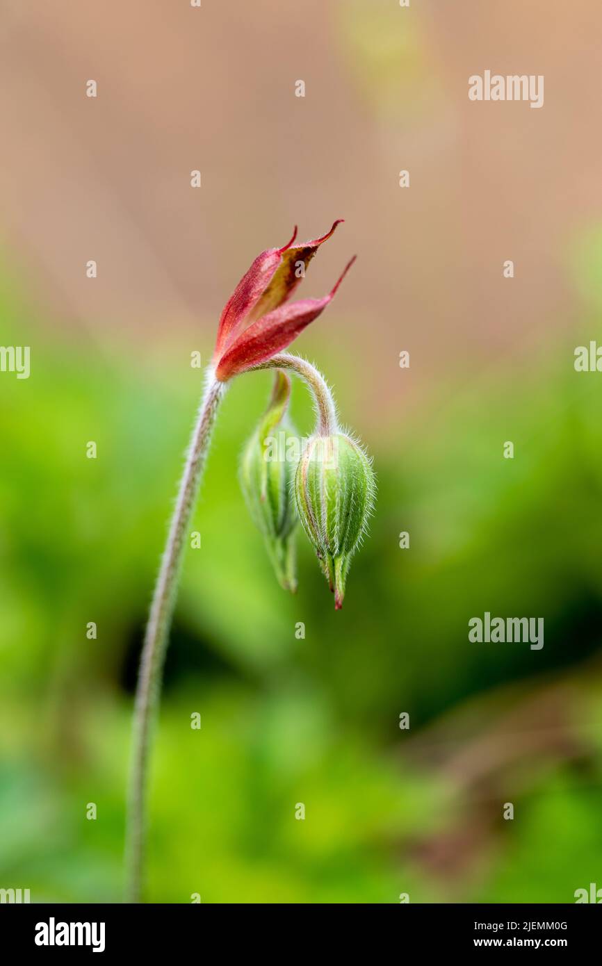 Geranium Azure Rush flower buds in early summer Stock Photo