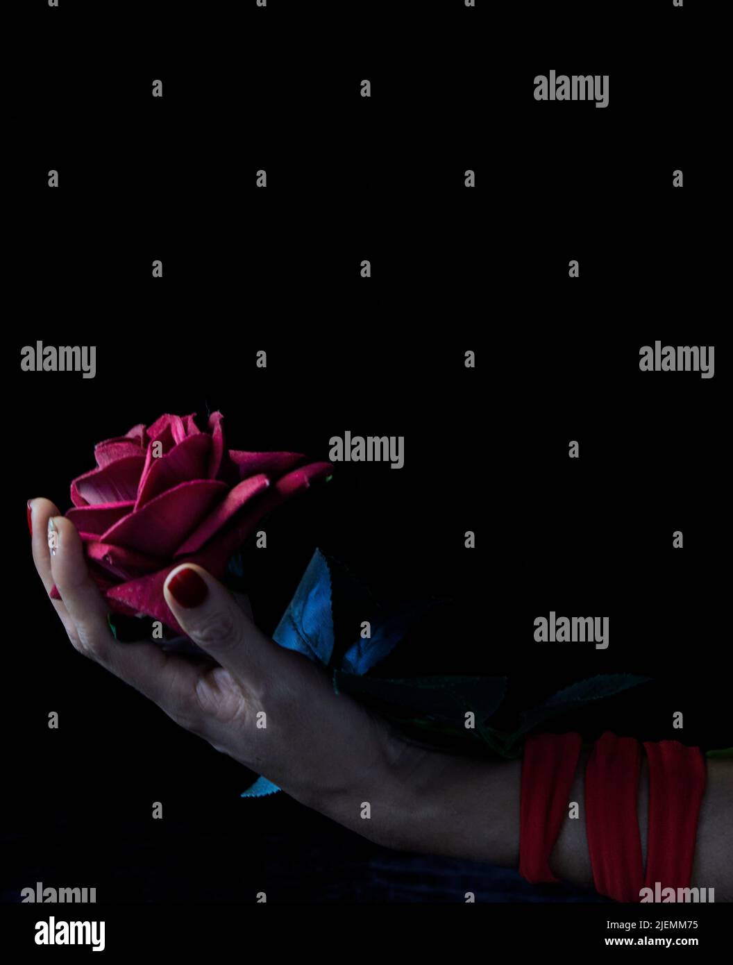 Close up of woman tied hand holding red rose on black background. concept of painful love. Copy space Stock Photo