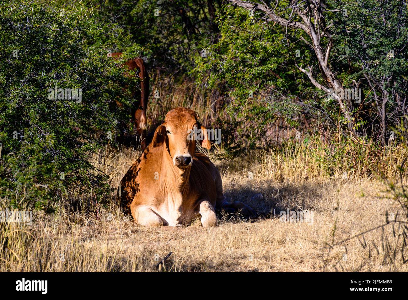 Brown cattle lie on a farm in Namibia Africa Stock Photo