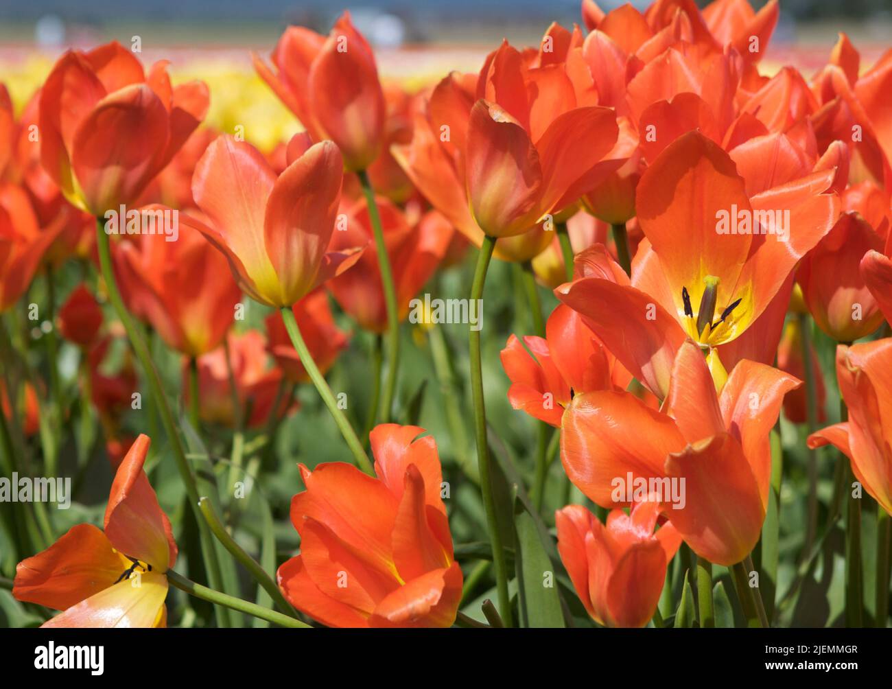 Closeup image of orange tulips in field on a sunny day. Stock Photo