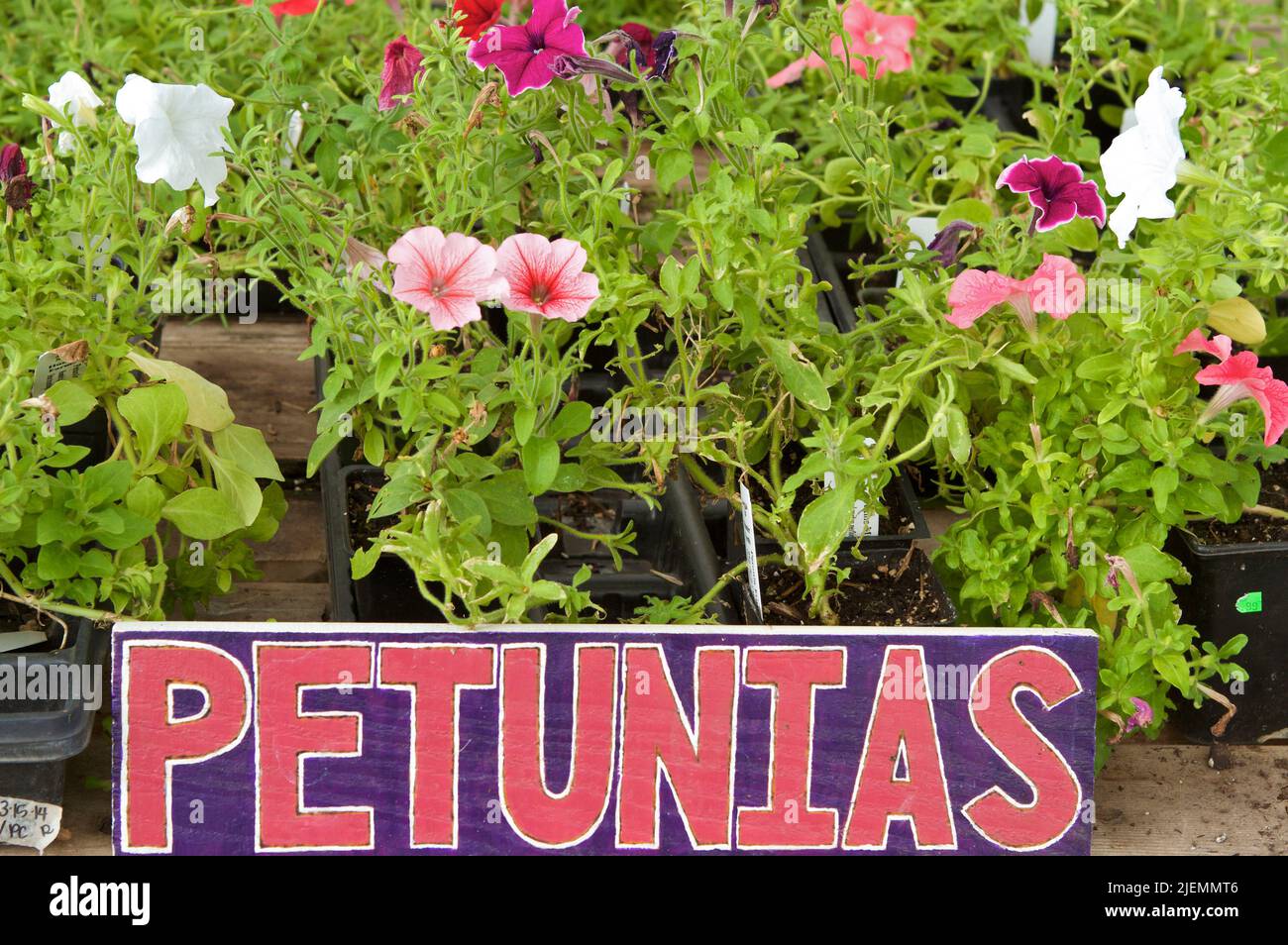Nursery packs of colorful Petunias ready to plant in the garden. Stock Photo