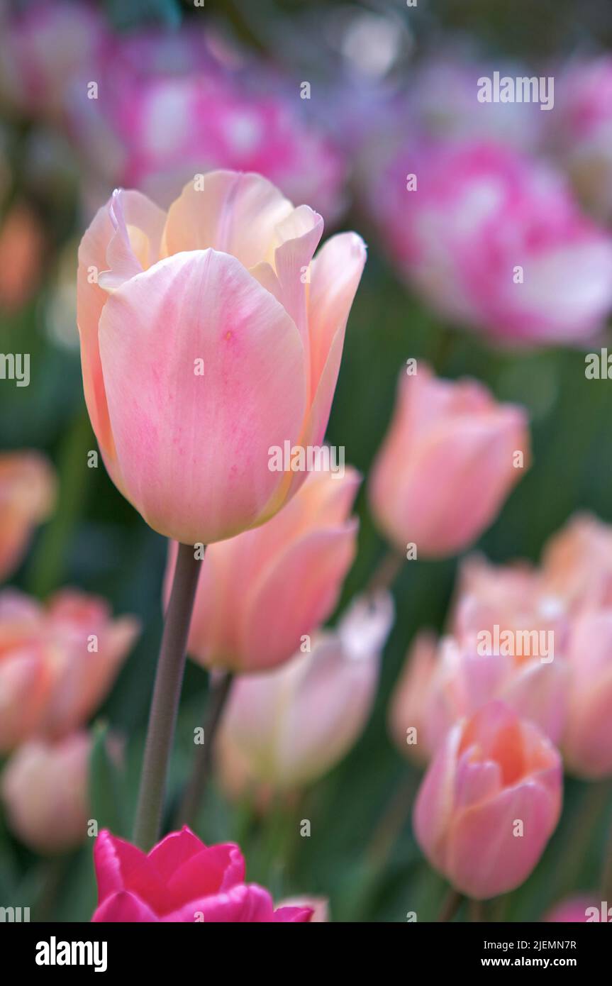 Closeup of light pink tulip in field of pink and purple flowers. Stock Photo