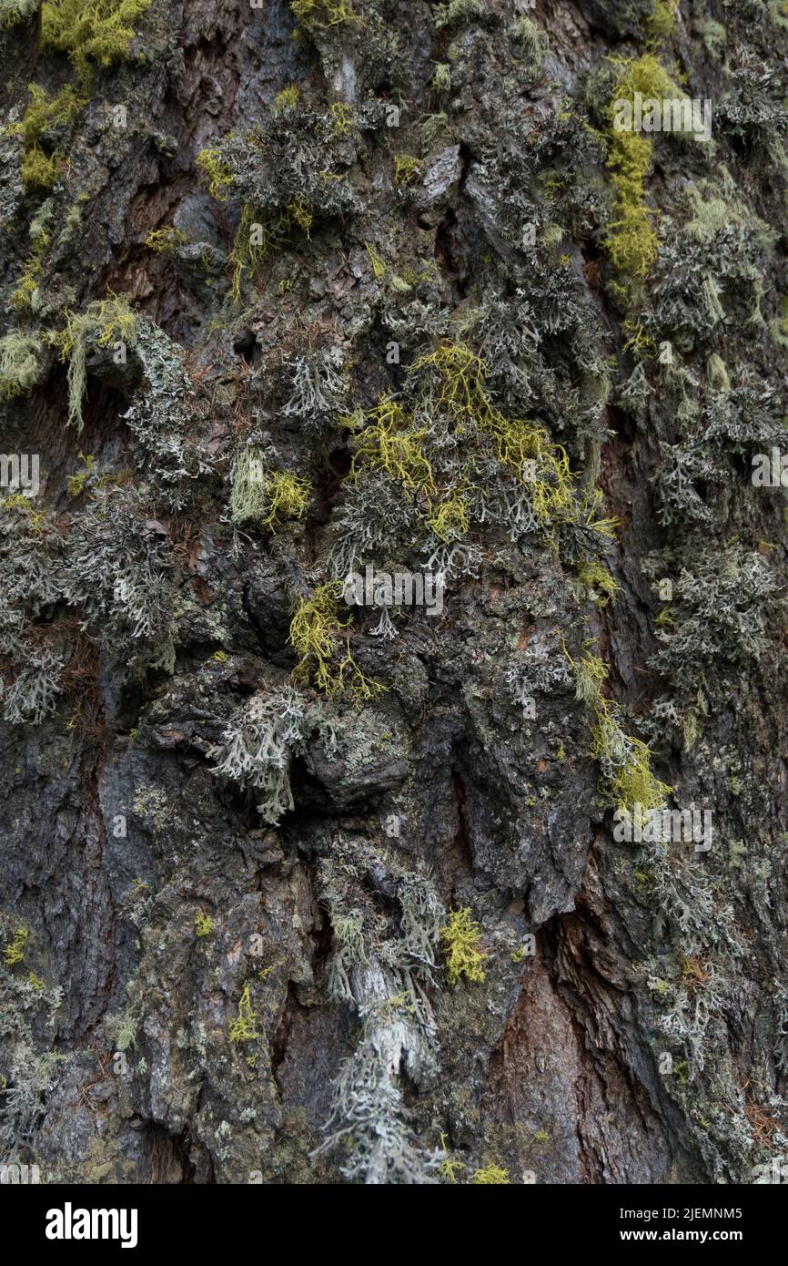 Close up of rugged furrowed textured bark of old conifer tree overgrown with moss to use as background Stock Photo