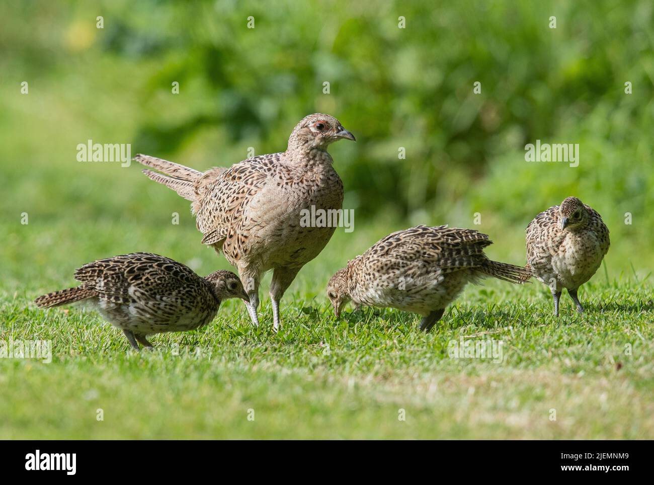 A pheasant family , mother and three teenagers , feeding in the sunshine. Essex, UK Stock Photo