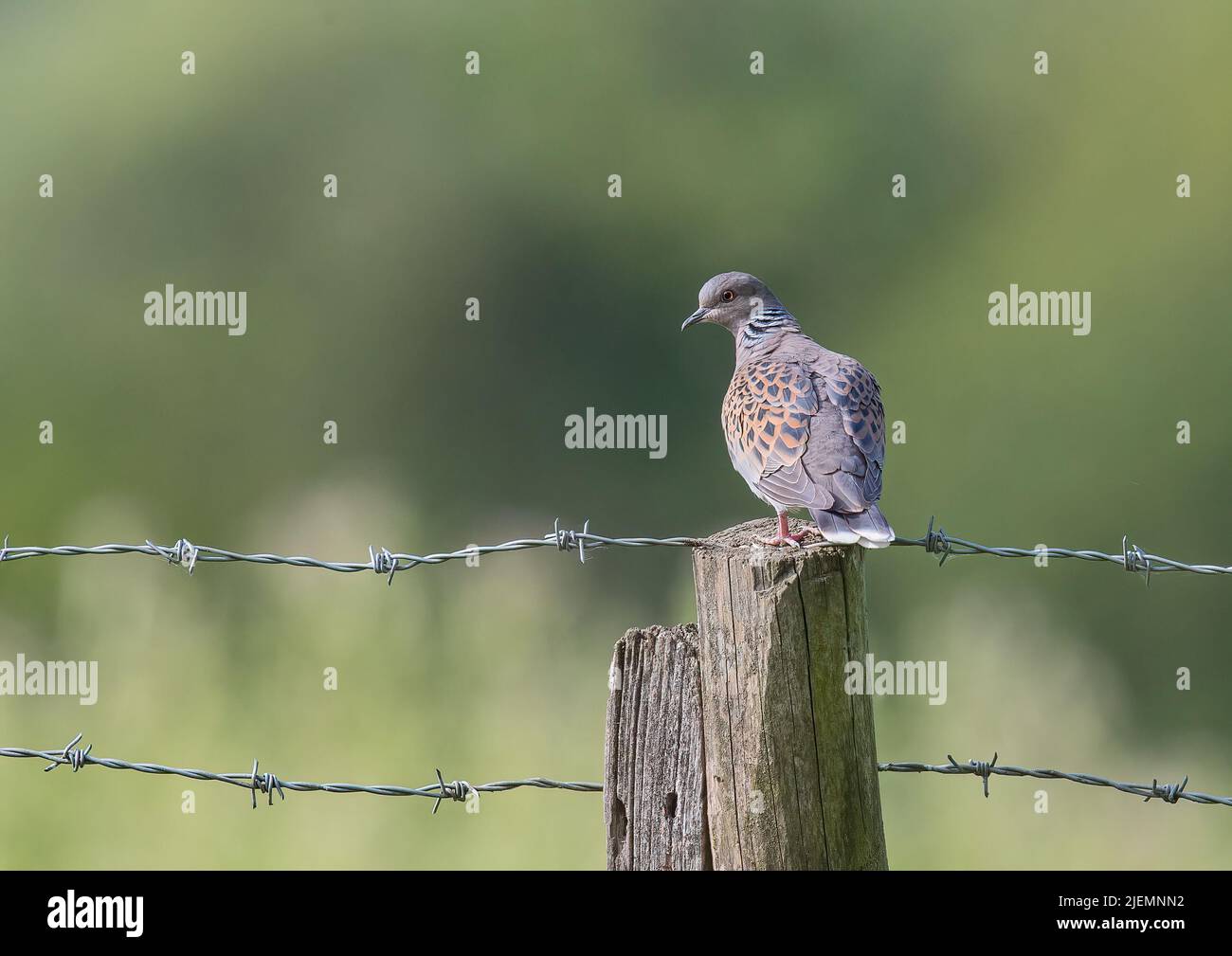A  Turtle Dove , a species needing urgent action , sat on a fence post on a farm in Essex , UK Stock Photo