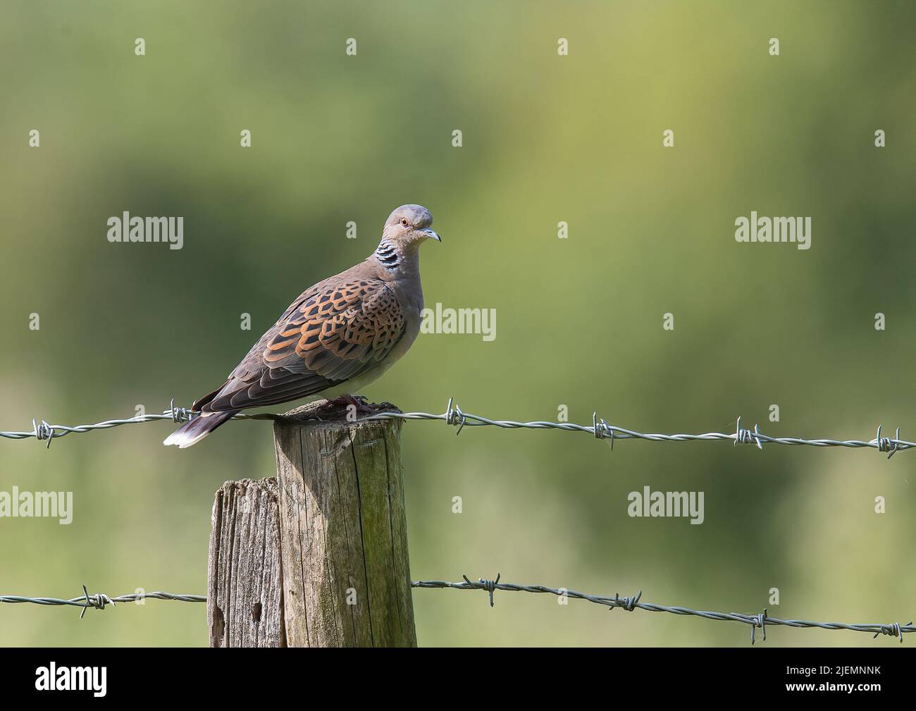 On the brink of extinction , a Turtle Dove , sat on a fence post on a farm in Essex , UK Stock Photo