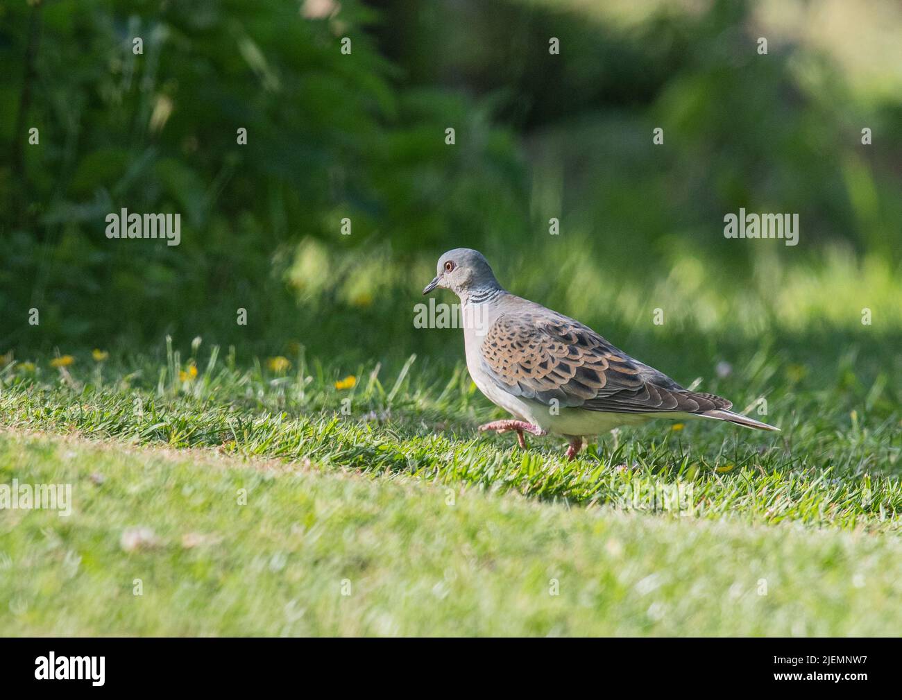 A bird on the brink of extinction. A beautiful Turtle Dove walking across the grass in an Essex garden , UK Stock Photo