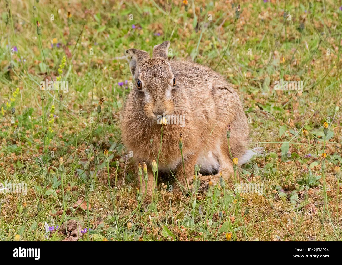 A cheeky little Brown Hare leveret , feeding amongst the flowers on a grassy bank . Suffolk, UK Stock Photo