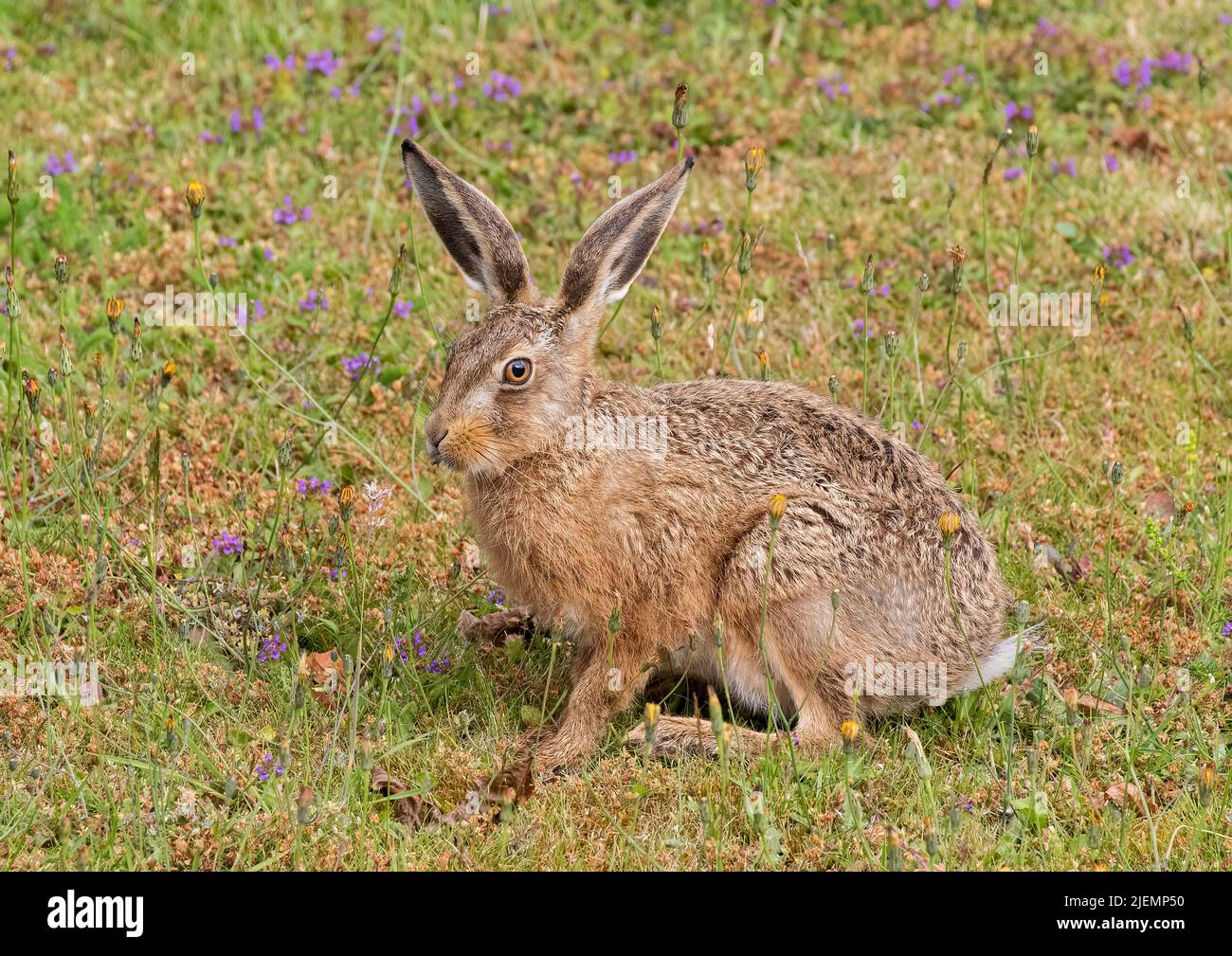 A cheeky little Brown Hare leveret , feeding amongst the flowers on a grassy bank . Suffolk, UK Stock Photo