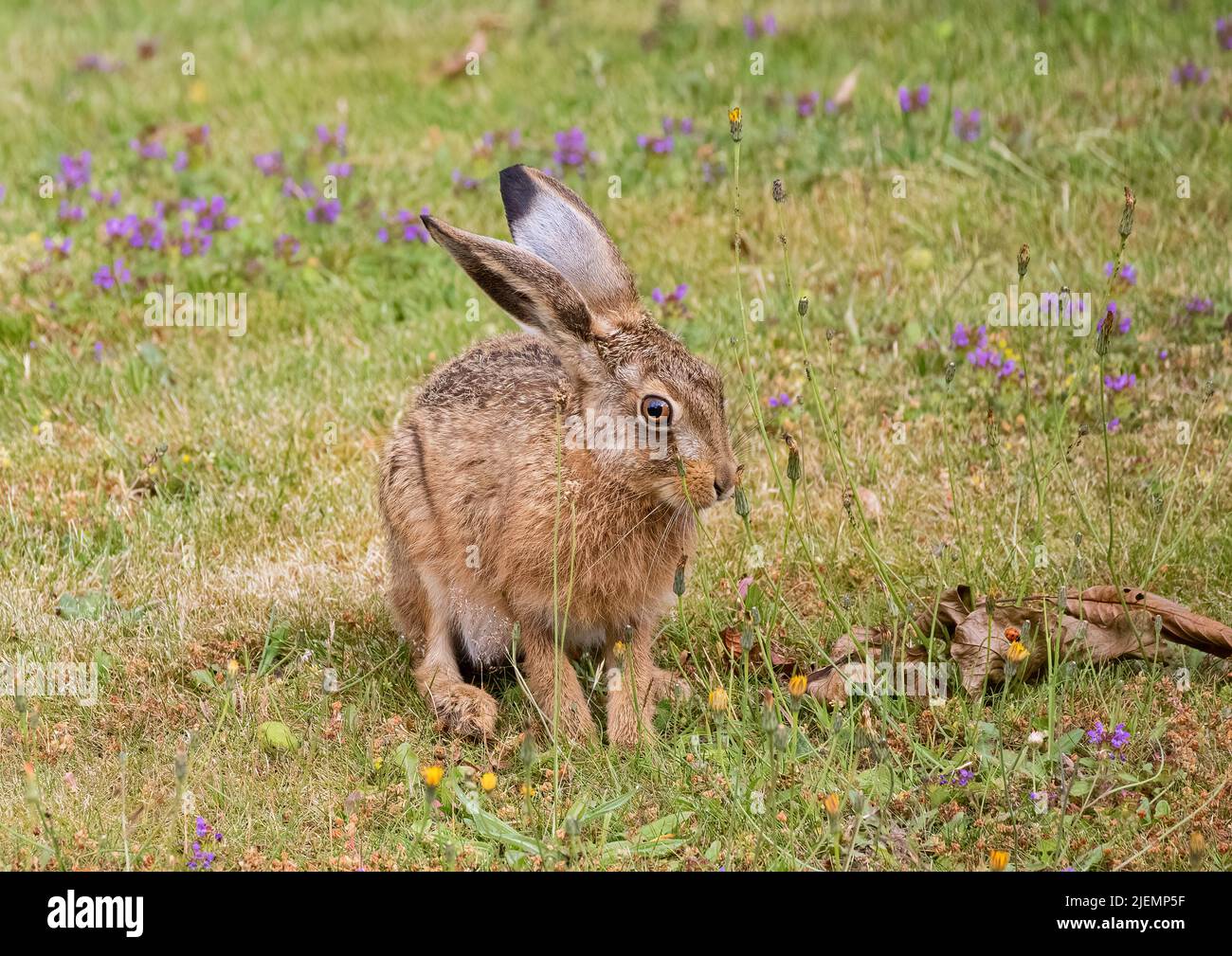 A cheeky little Brown Hare leveret , feeding on weeds amongst the flowers on a grassy bank . Suffolk, UK Stock Photo