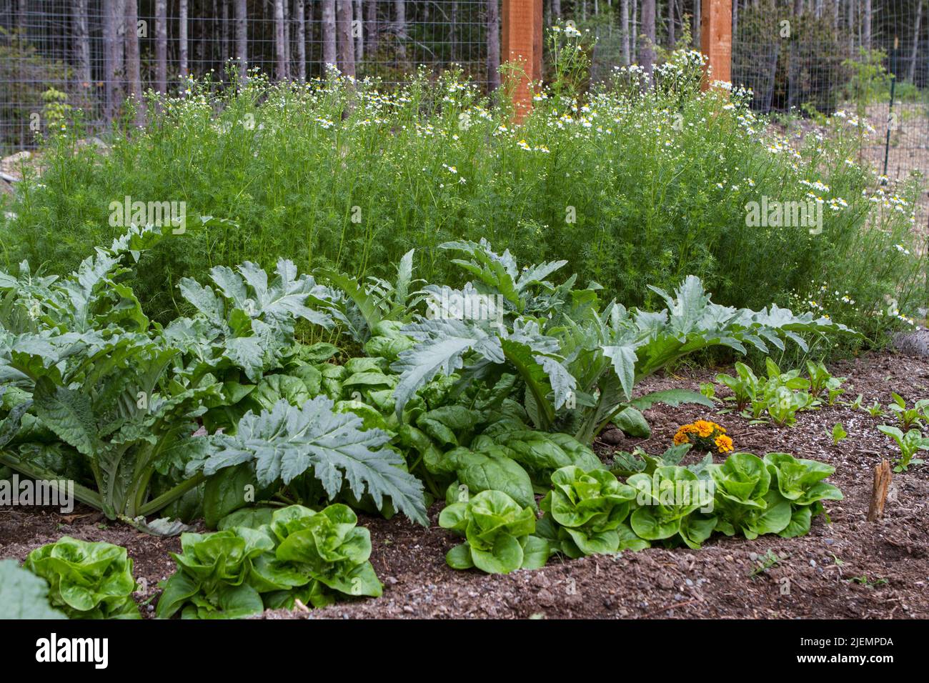 Flourishing spring vegetable and flower garden in Pacific Northwest, United States. Stock Photo
