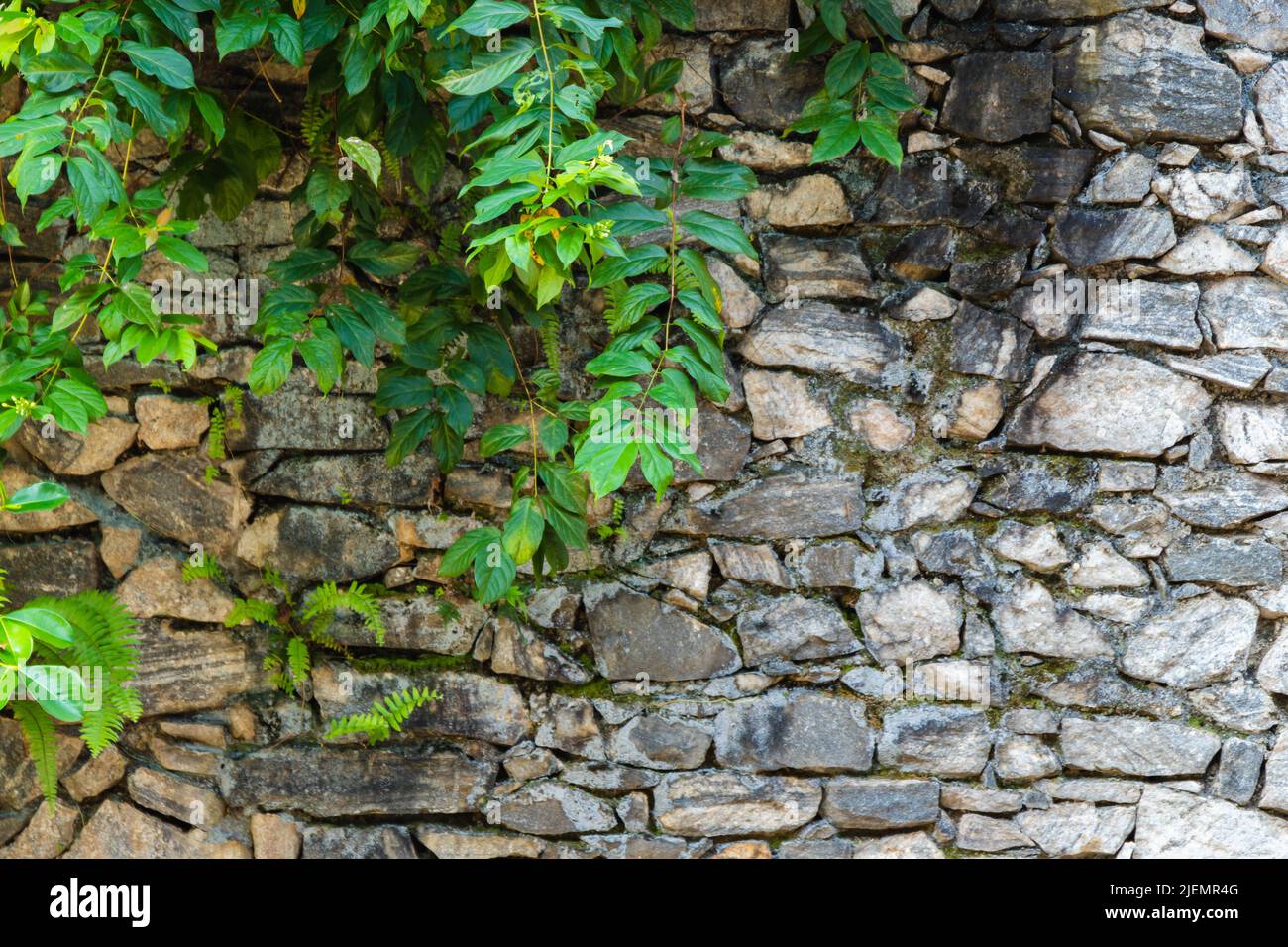 Old rough stone wall with green plants growing on it, abstract ...