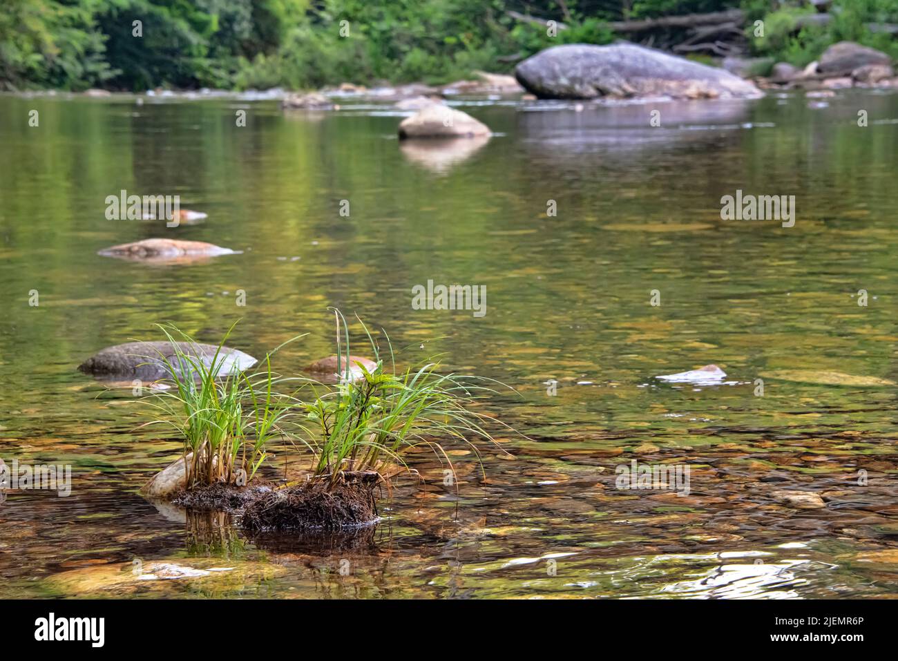 Plant life on the Pigeon River in North Carolina Stock Photo