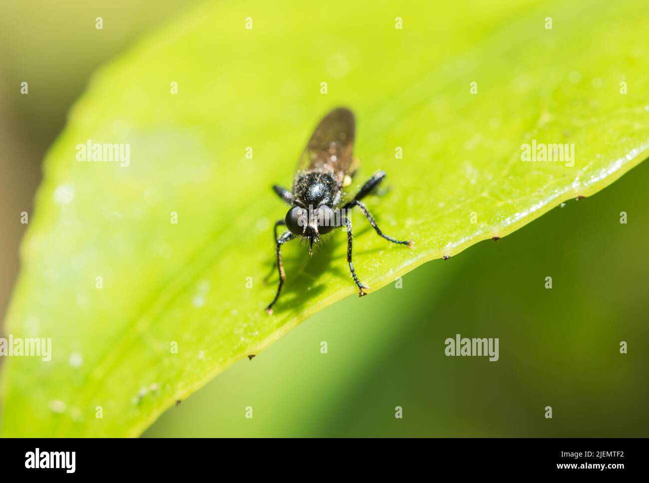 Resting Golden-haired Robberfly (Choerades marginatus) Stock Photo