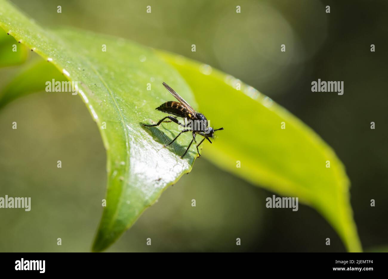 Resting Golden-haired Robberfly (Choerades marginatus) Stock Photo